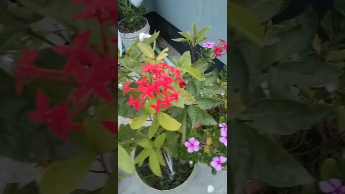 natural flower garden background video |Natural evening view with beautiful flowers 2024 |etisharmin
