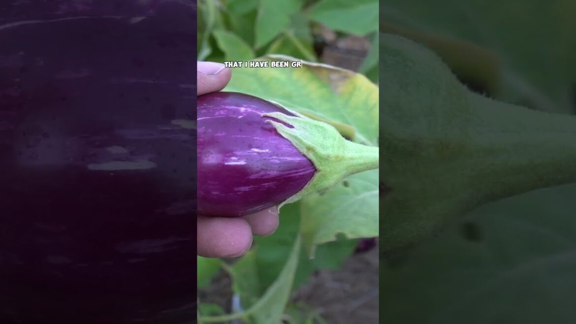California Gardening: Harvesting Various Eggplant Varieties: Aswad, Indian, & Little Prince! Harvesting Various Eggplant Varieties: Aswad, Indian, & Little Prince!
