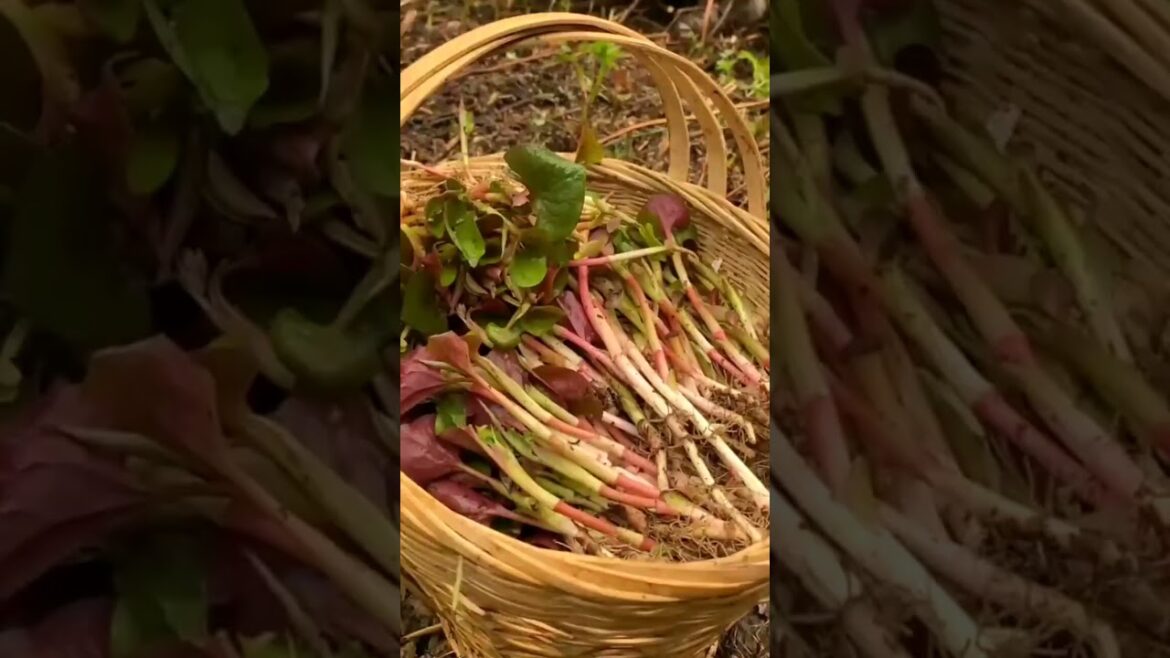 3343 🌴🍍🌷🥒🍁 #pretty #landscape #NatureBeauty #travelphotography #tractor