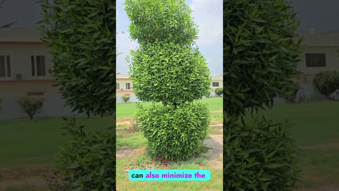 Transform Your Yard with a Cherry Laurel Privacy Hedge #gardening Transform Your Yard with a Cherry Laurel Privacy Hedge #gardening