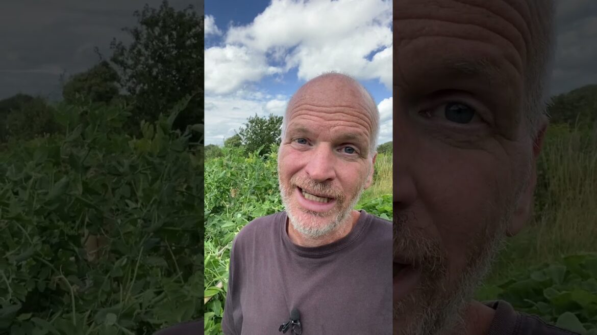 The Pea Plants Are Too Big