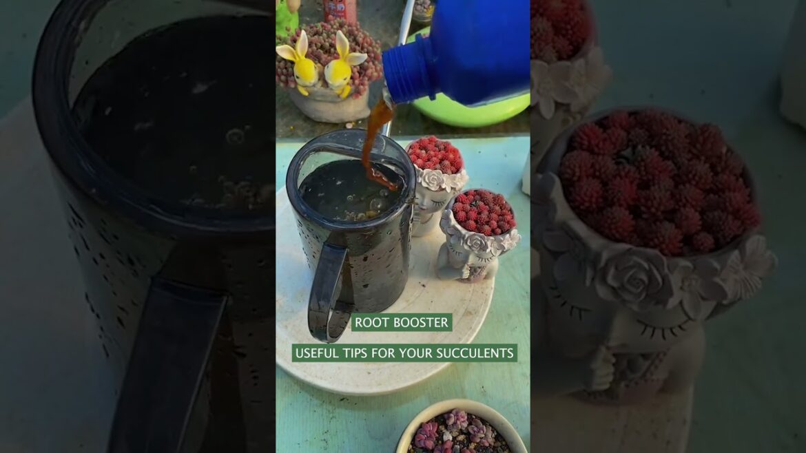 Useful tips for succulents 🪴 #suculentas #다육이들 #多肉植物 #garden