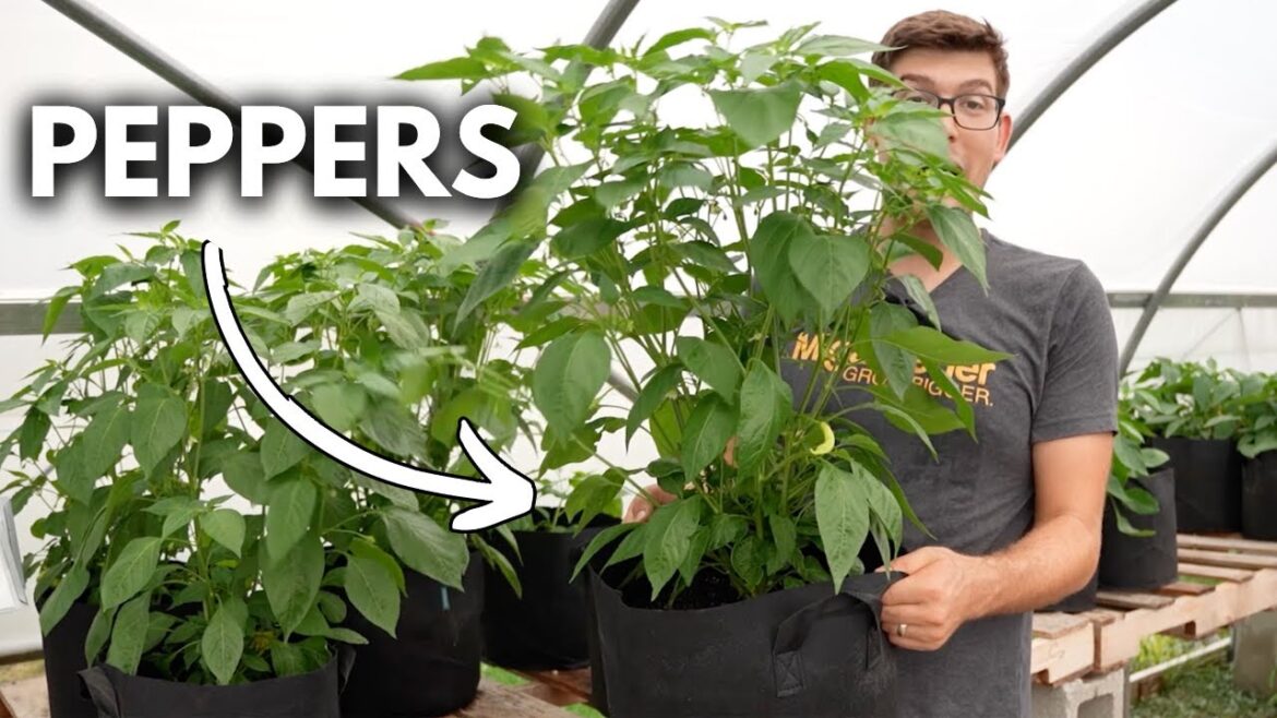 MIgardener: 3 Things to NEVER Do When Growing Peppers 3 Things to NEVER Do When Growing Peppers