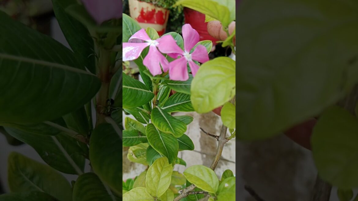 🩷सदाबहार लगाने का तरीका#shorts#youtubeshorts #gardening tips #flowers #yt