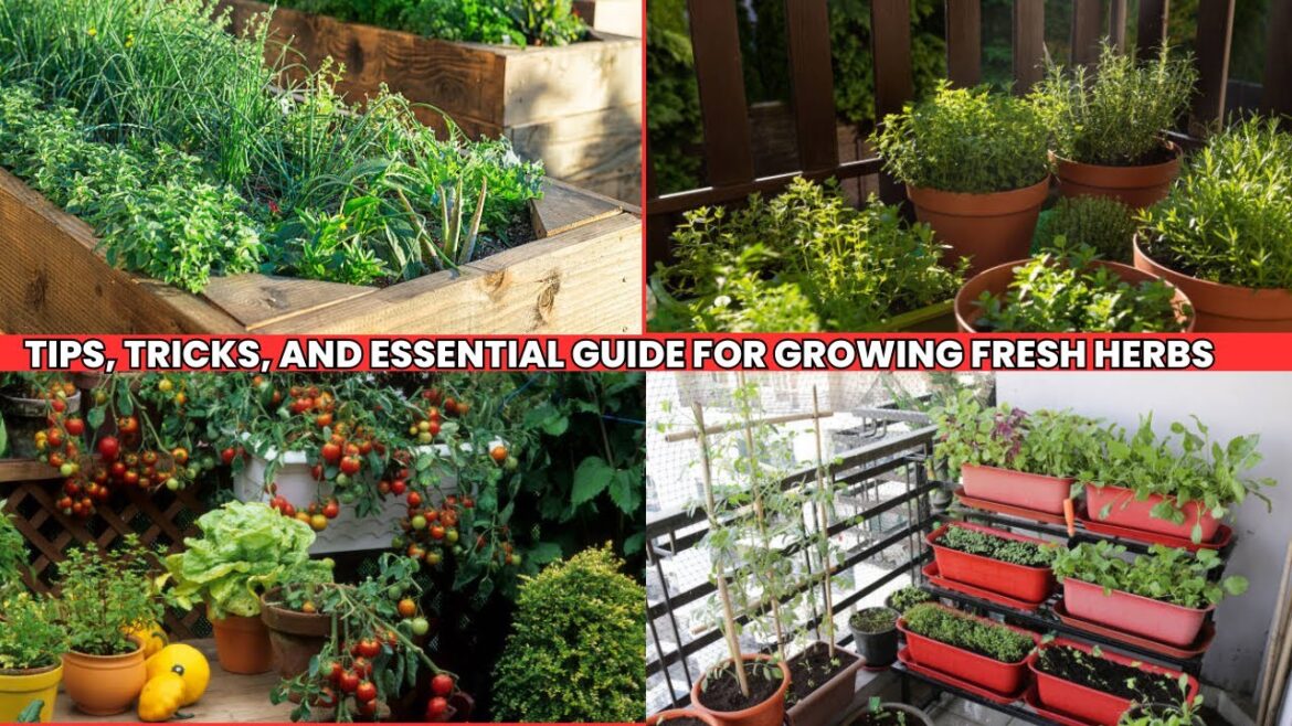 Creating a Thriving Herb Garden: Tips, Tricks, and Essential Guide for Growing Fresh Herbs "Creating a Thriving Herb Garden: Tips, Tricks, and Essential Guide for Growing Fresh Herbs"
