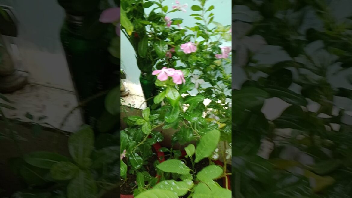 🌸सदाबहार के पौधो को घना कैसे बनाये #gardening #plants#gardeningtips #shorts#trending