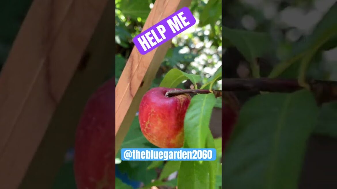 I’m going to get who did this! #garden #ediblegardening #fruittrees #gardencompost #gardencompost