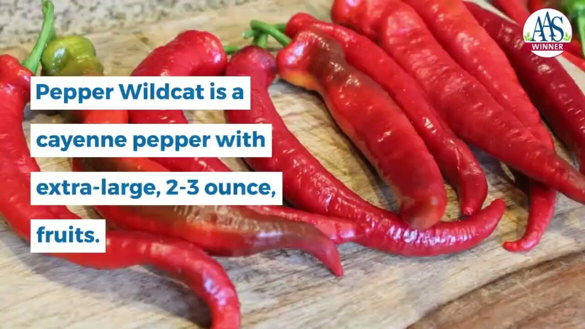 Eight hot peppers AAS WInners