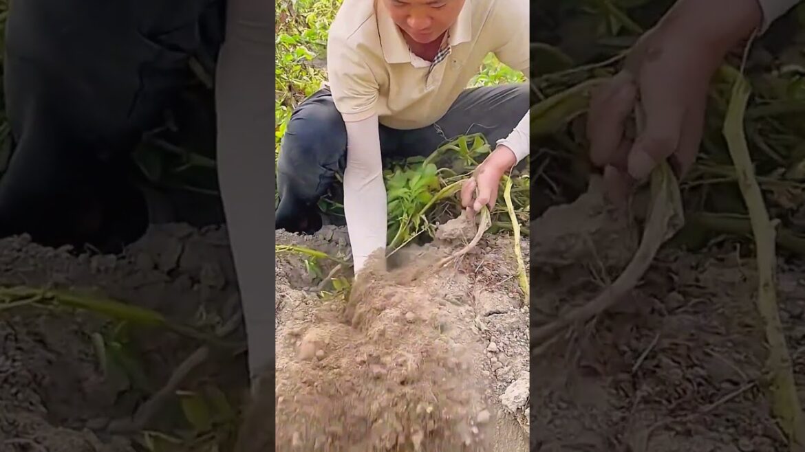 Sweet potato harvesting 84 #shorts #farming