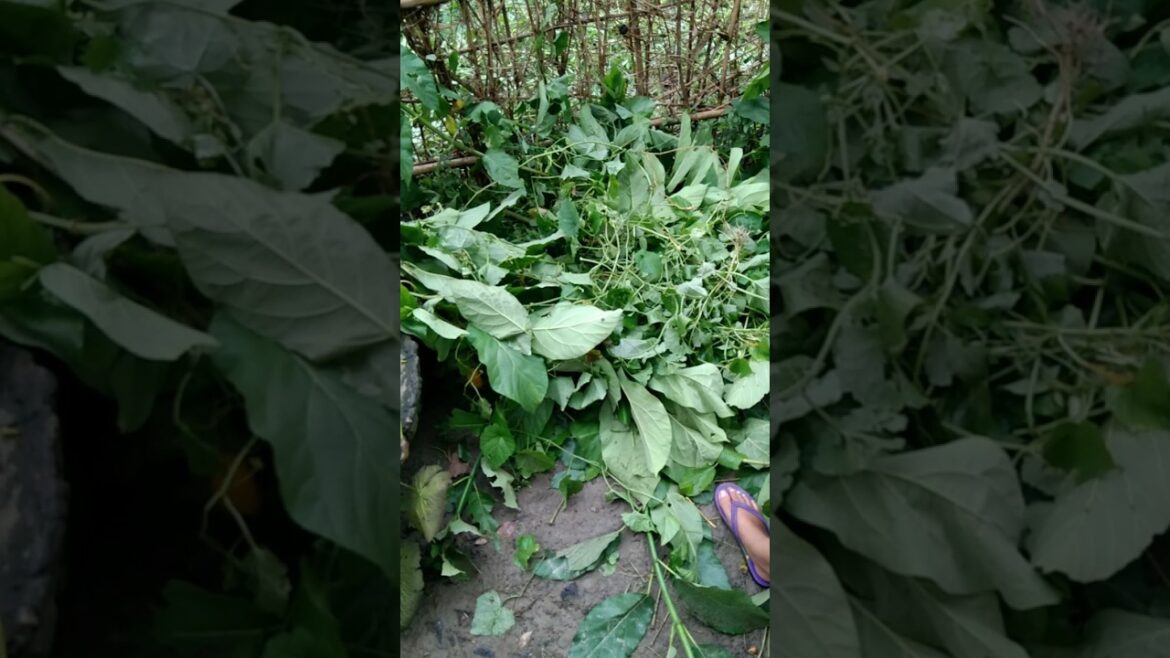 Kakrol bij ropon #spinygourd #kakrol #seeds #trending #shorts #garden #nature #viralvideo #minivlog Kakrol bij ropon #spinygourd #kakrol #seeds #trending #shorts #garden #nature #viralvideo #minivlog