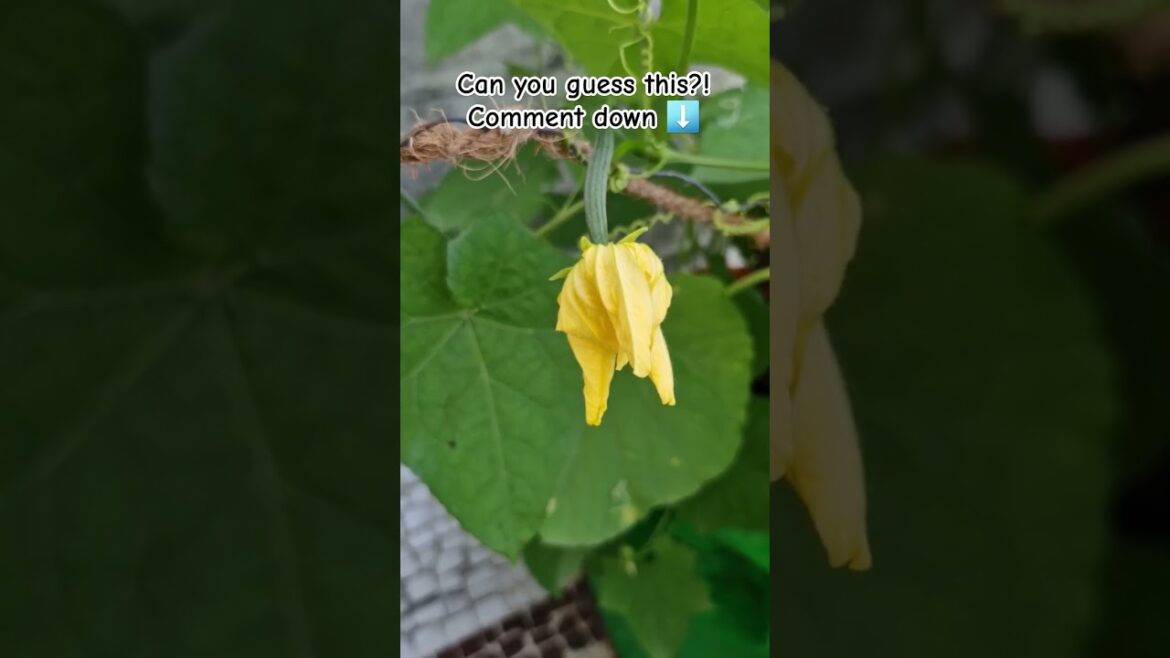 Kitchen Garden update#kitchengarden#gardening#terrecegarden#vegetablegardening#vegetable#plants