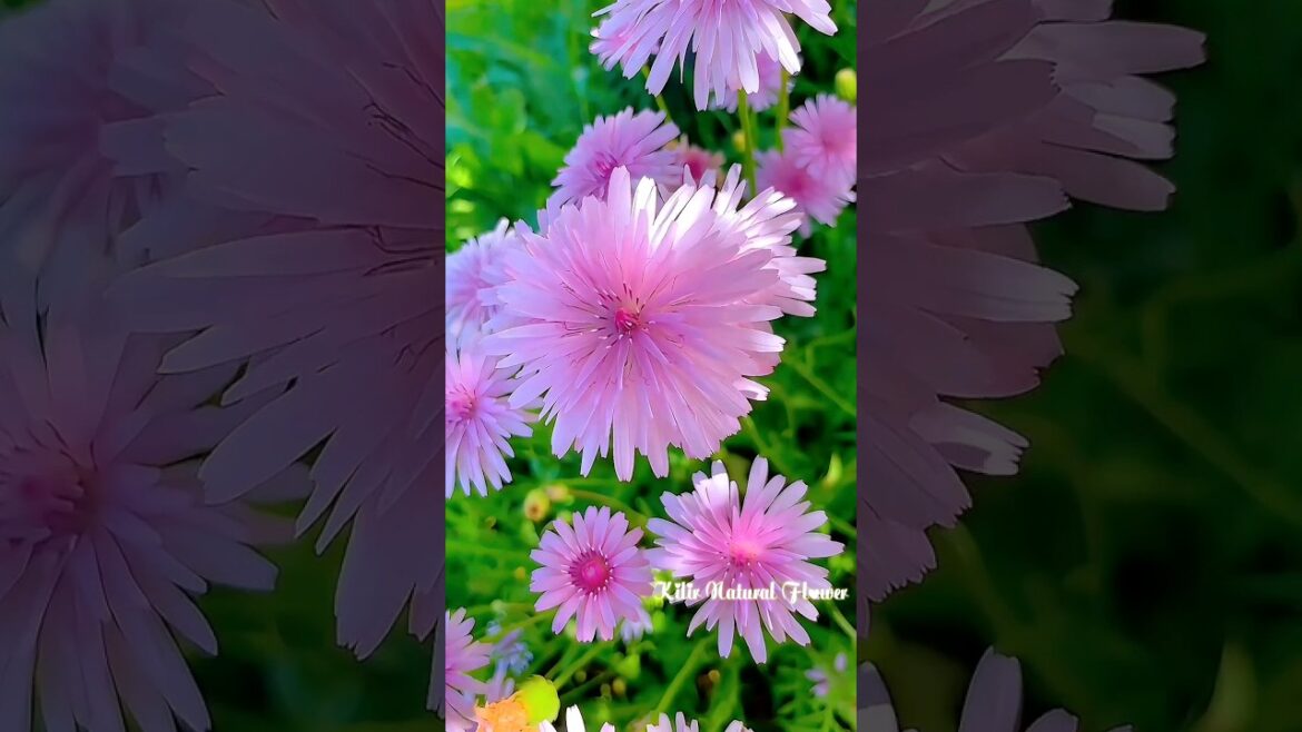 A beautiful natural flower ๐ธ #flowers #short #garden #ytshortvideo A beautiful natural flower ๐ธ #flowers #short #garden #ytshortvideo