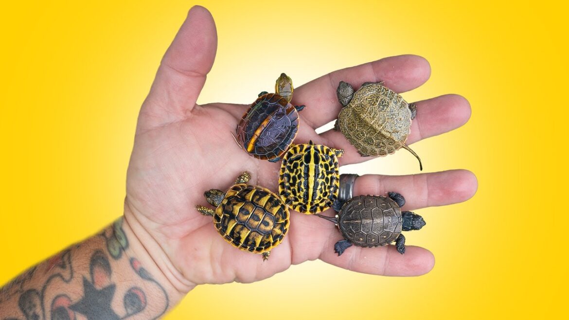 So Many Baby Turtles Are Hatching at Garden State Tortoise! So Many Baby Turtles Are Hatching at Garden State Tortoise!