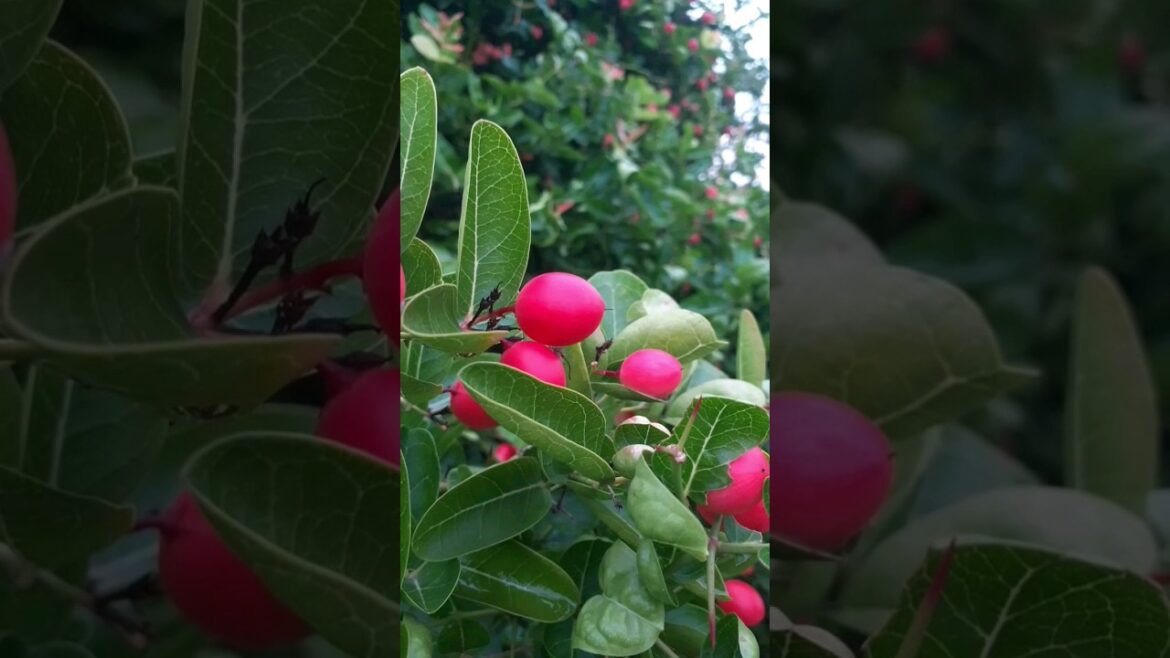 home garden🏡👨‍🌾 #gardening #trand #gardeningtips #viralyoutubeshorts #yt20