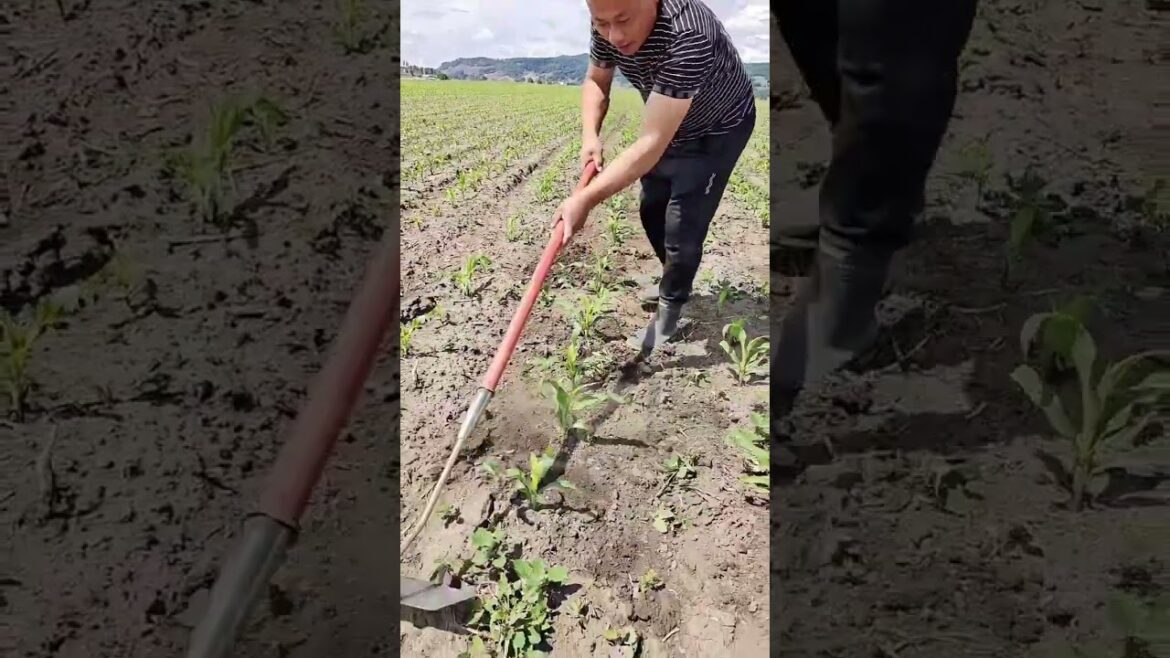Rural Farmer of silent heroes of our food supply #17384