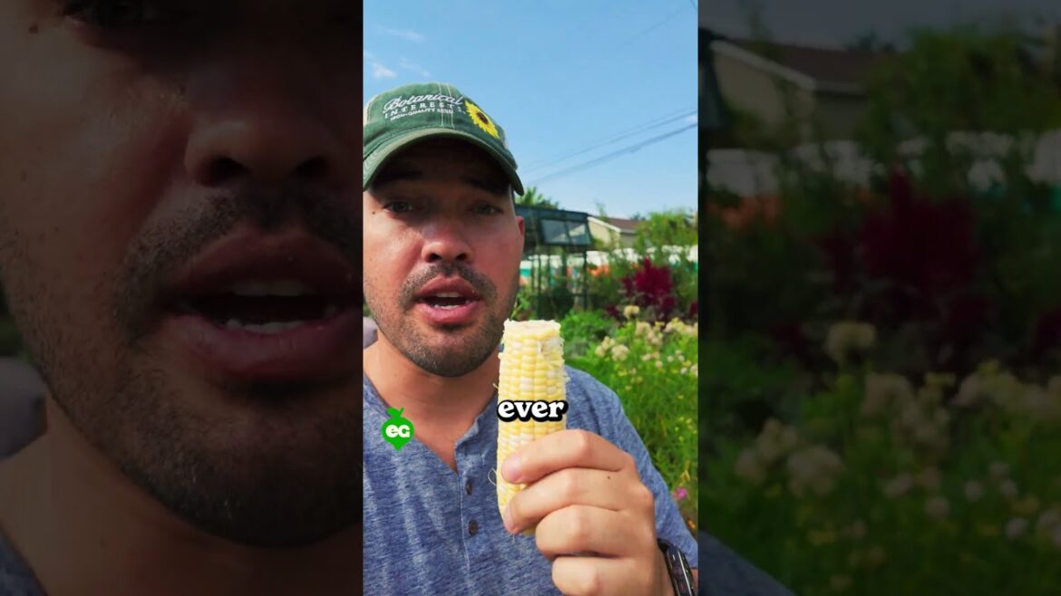 My insane late-season garden harvest...