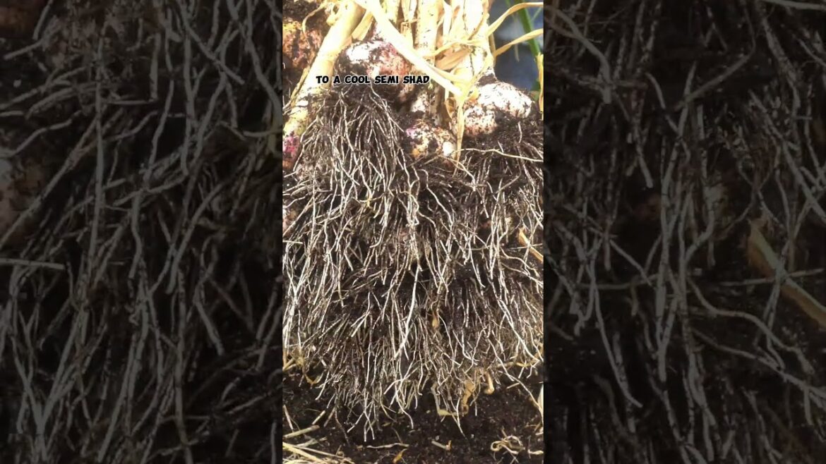 Harvesting Organic Garlic from a Whiskey Barrel Garden!