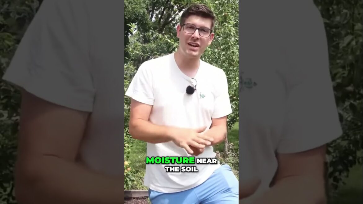 Mulching Tips for Summer