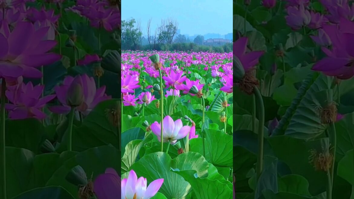 Lotus Garden Full screen whatsappstatus #lotus #whatsappstatus #flowergarden #shorts #jubinnautiyal Lotus Garden Full screen whatsappstatus #lotus #whatsappstatus #flowergarden #shorts #jubinnautiyal