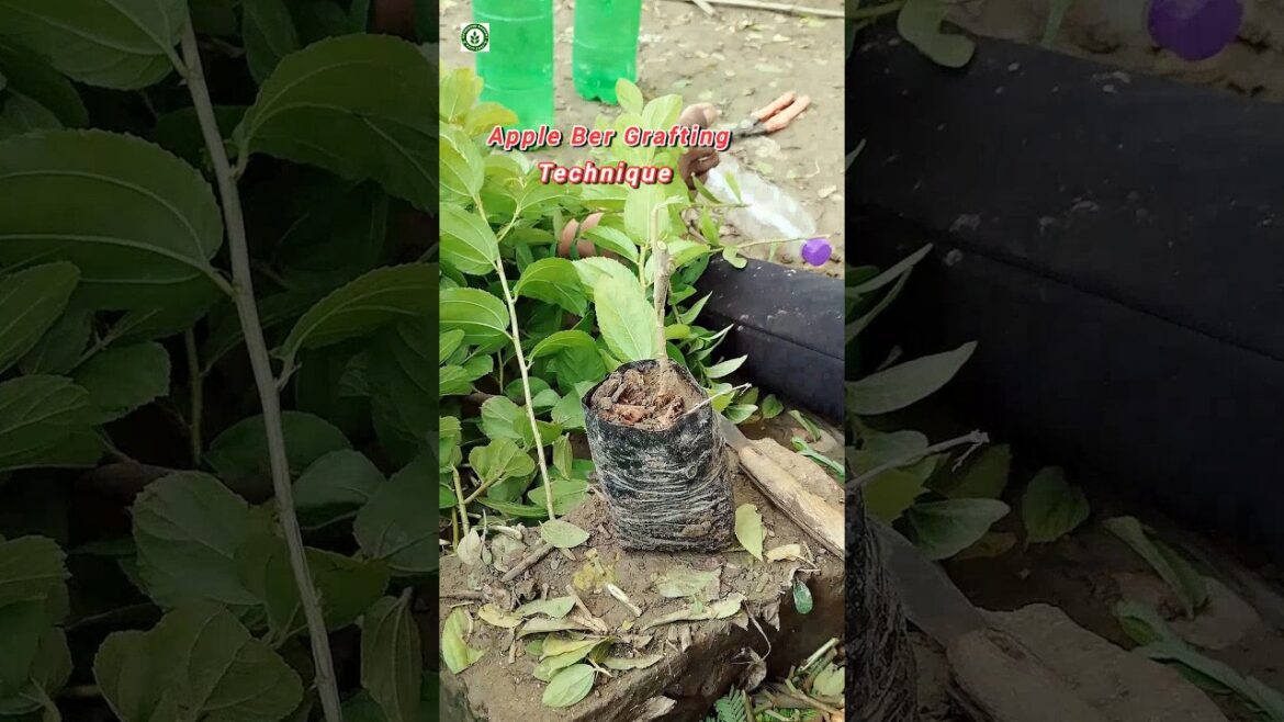 Apple Ber Grafting Technique)#shorts Plant For Sale,🚚(☎️Ph=9134227145 Apple Ber Grafting Technique)#shorts Plant For Sale,🚚(☎️Ph=9134227145