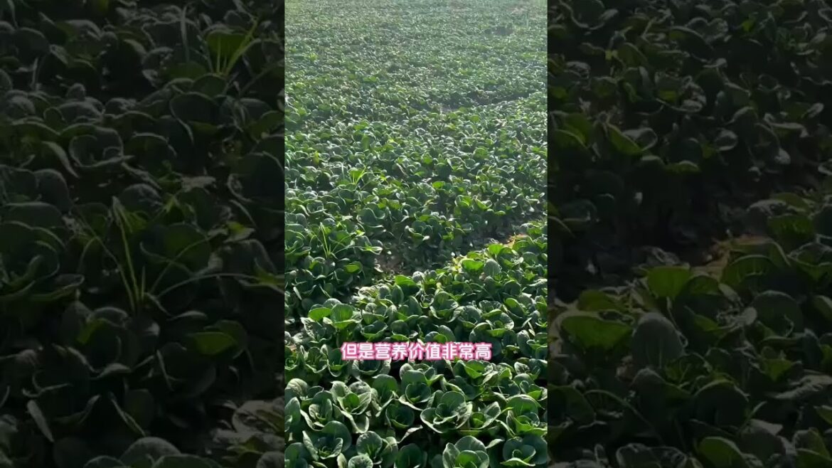 suntoday green choysum seeds#seeds#choysum#pakchoyseeds#vegetable#vegetableseeds suntoday green choysum seeds#seeds#choysum#pakchoyseeds#vegetable#vegetableseeds