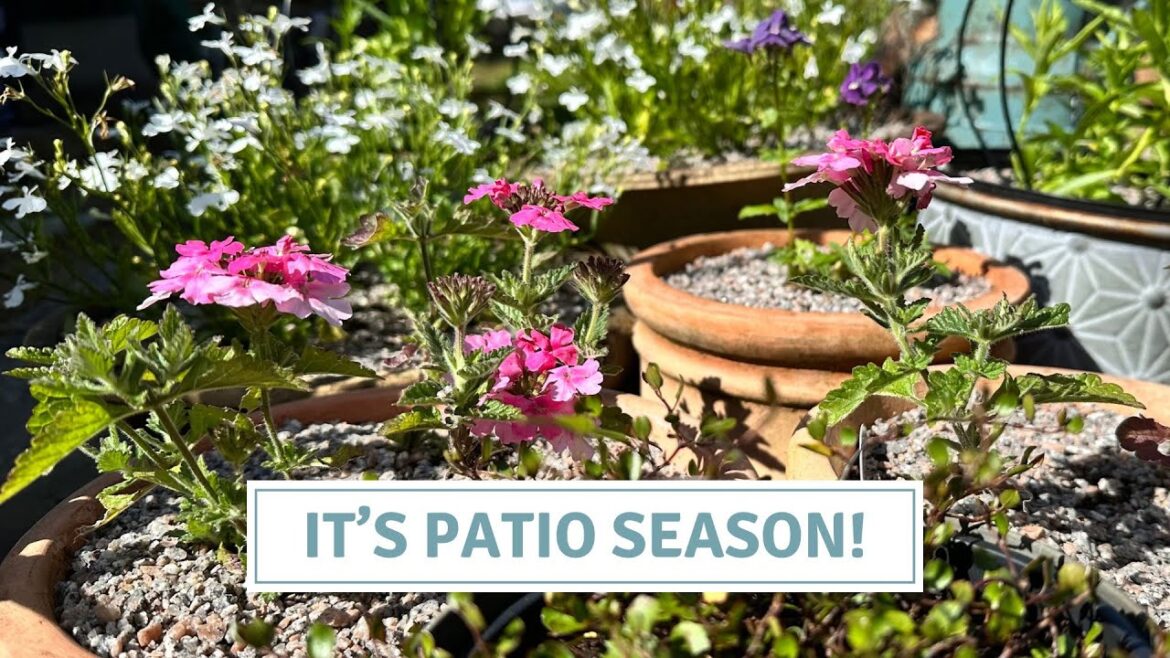 Summer Container Garden, Patio Pots, Dahlia Companions // Cottoverdi Summer Container Garden, Patio Pots, Dahlia Companions // Cottoverdi