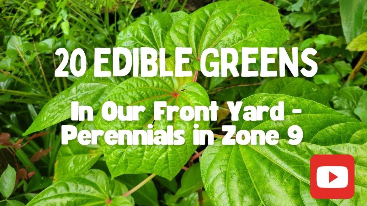 20 Edible Greens in Our Front Yard Garden (Most are Perennial in Zone 9) 20 Edible Greens in Our Front Yard Garden (Most are Perennial in Zone 9)