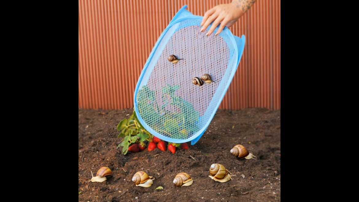 These pest hacks are the best ๐ Boost your shorts with “LA LA LIFE – MOVE LIKE ME” These pest hacks are the best ๐ Boost your shorts with "LA LA LIFE - MOVE LIKE ME"