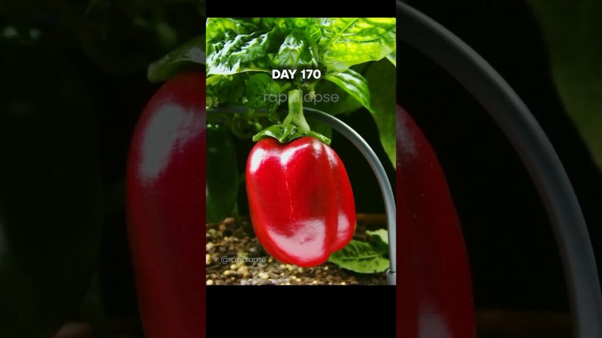 CUTE Bell Pepper 🫑 Growing #timelapse