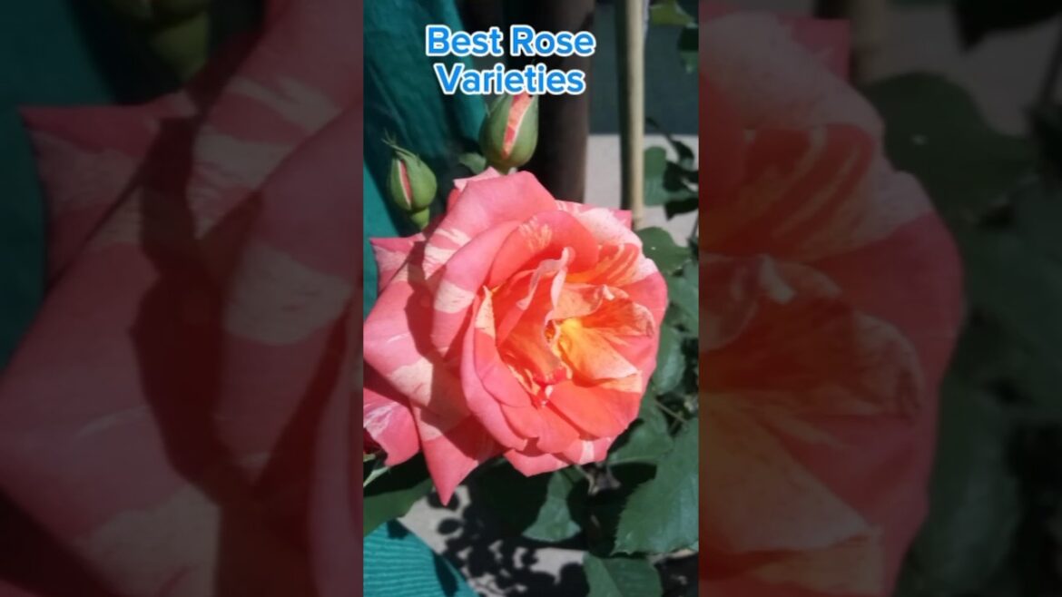 Some Of The Best Rose Varieties | Garden Tips #viralvideo #plants #peace #garden #rose