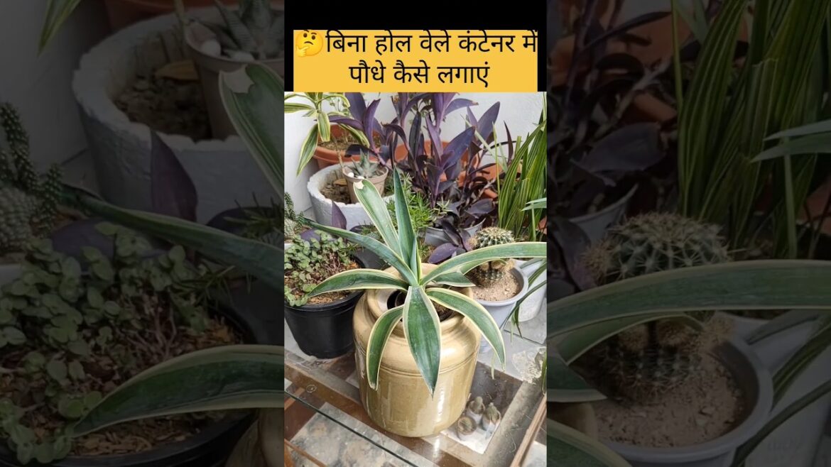 Plant grow without hole in bottle#container gardening