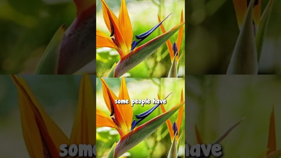 Check out the Incredible Value on these Garden Essential Plants Check out the Incredible Value on these Garden Essential Plants