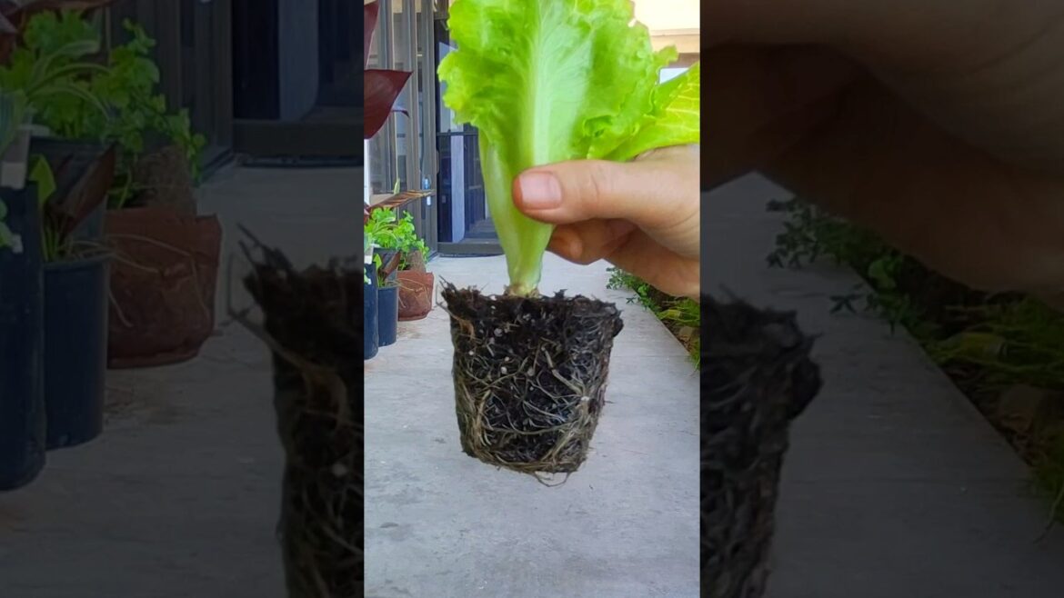Easiest Vegetable You Can Grow Own Organic Lettuce In A Mini Pot! #vegetables  #indoorplanting