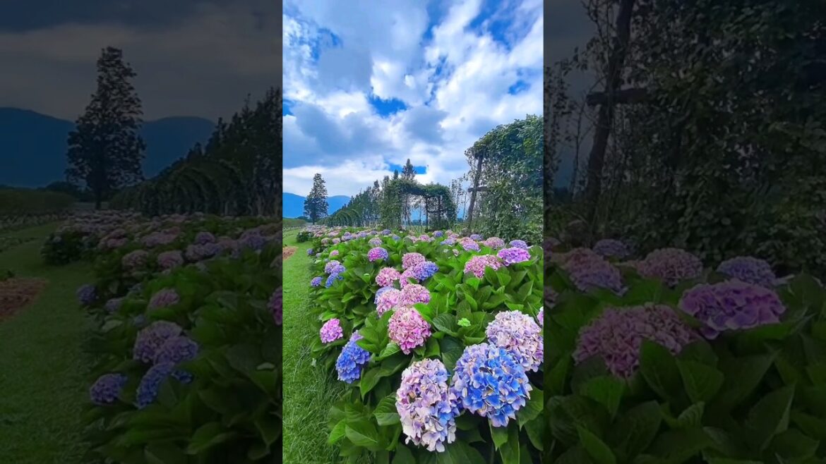 Beautiful Flower garden Status video #shorts #short Beautiful Flower garden Status video #shorts #short