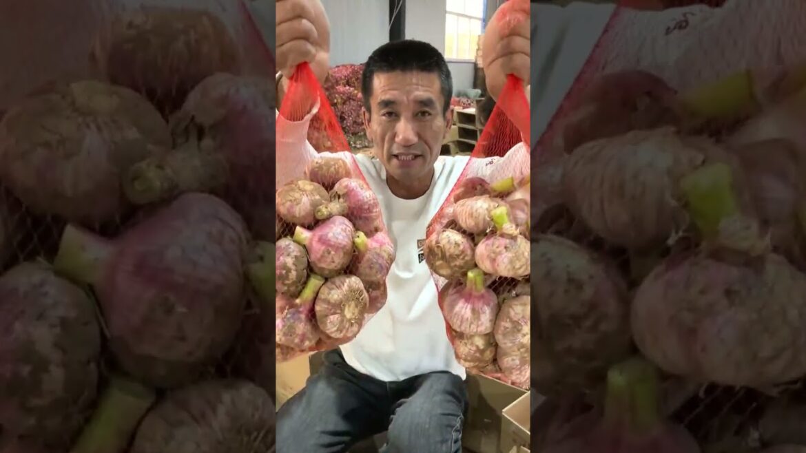 6678 🧅🥬🌿🍓🍎 #gardening #fruit #agro #vegetablegarden #organic