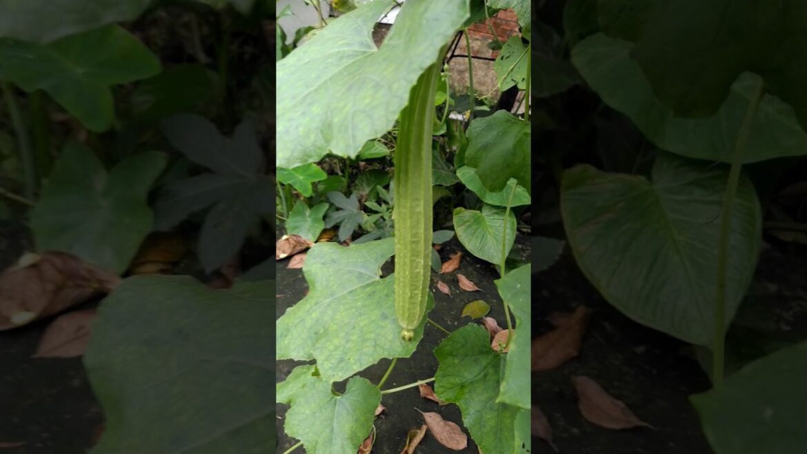 Vegetable growing ☘️🥬🥦 #vegetables #harvest #shorts #agriculture