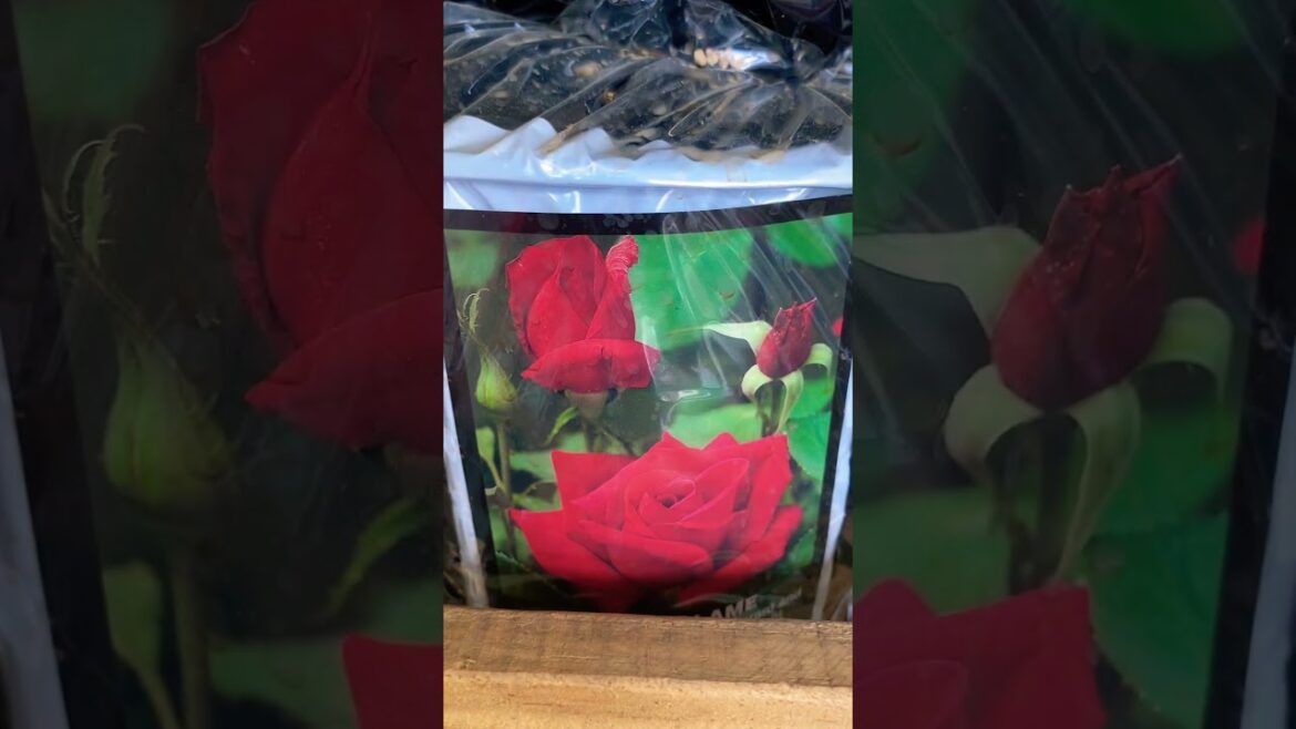 Dormant Rose Bush Selections at Tractor Supply #gardening #backyardgardening #vegan #roses#rnb