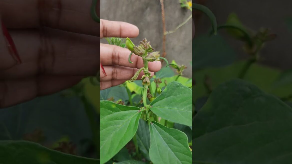 Growing Long Beans in Your Home Garden #kitchengarden #garden #gardeningplants #shortsfeed #shorts