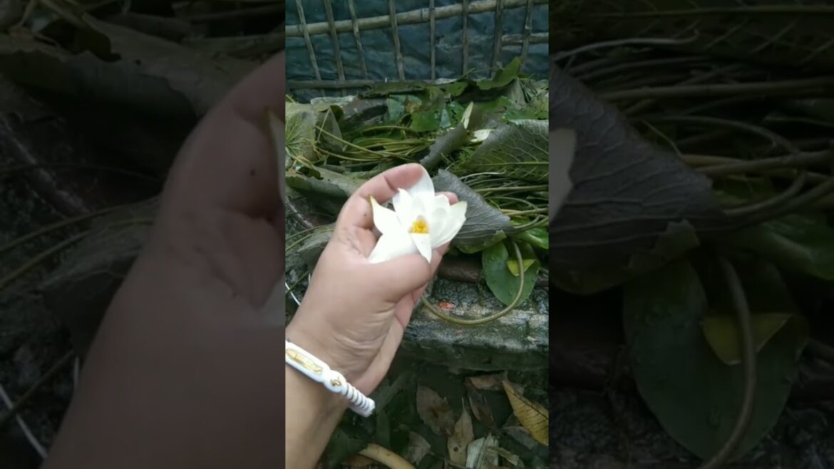 Waterlily white flower & fruit #waterlily #lotus #whiteflower #flower #plants#garden#trending#shorts