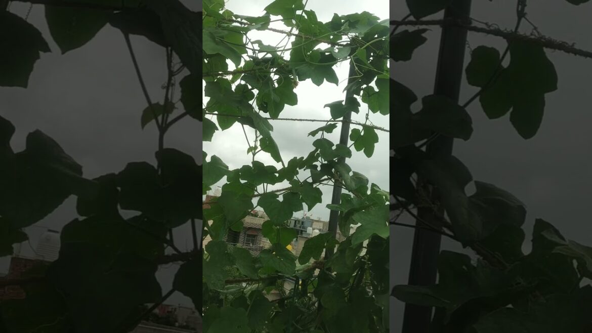 terish gardening green vegetable #gardening