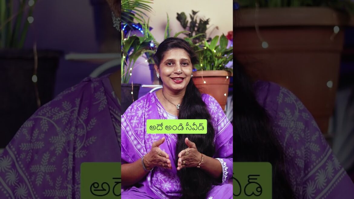 ఇది ఏంటో తెలుసా ? #shorts #gardening #tips #under300rs