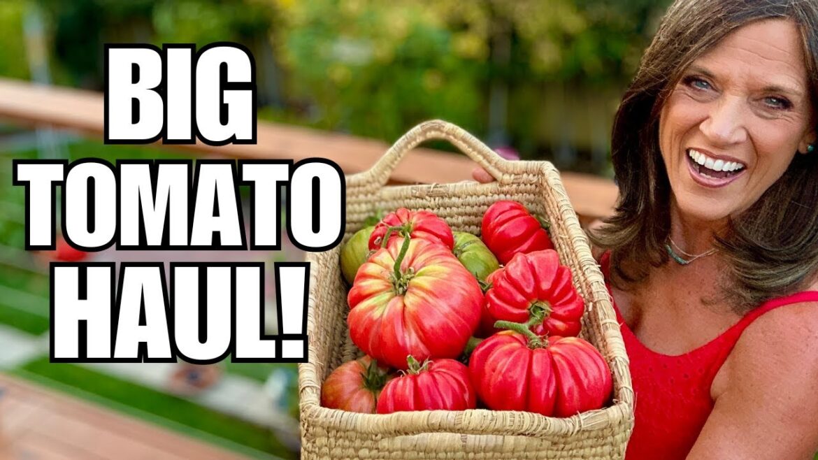 This Trellis Trick Gave Me My Best Tomato Harvest Yet