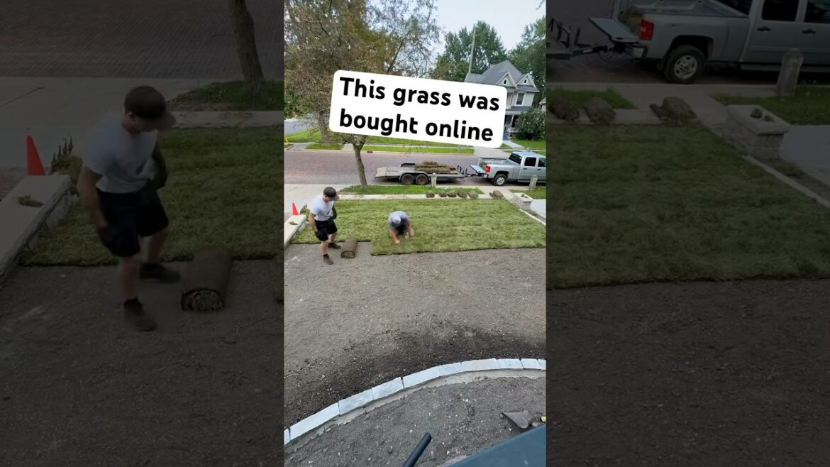 We transformed this yard in 45 minutes #shorts #satisfying