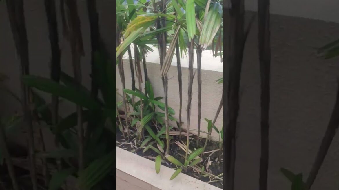 #gardening #plants #gardeningcare #gardeningtips #caretips #terracegardning #gardening #plants #gardeningcare #gardeningtips #caretips #terracegardning