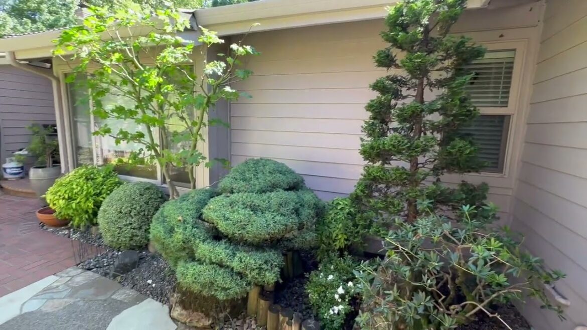 Two Small Japanese Gardens Brought to Full Glory