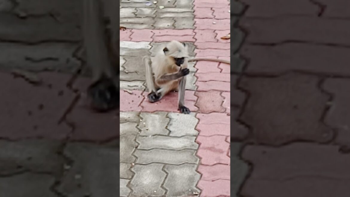 Viral Video: Hungry Monkey in the Garden🌿#garden #shorts#viral#terracegardning # yt