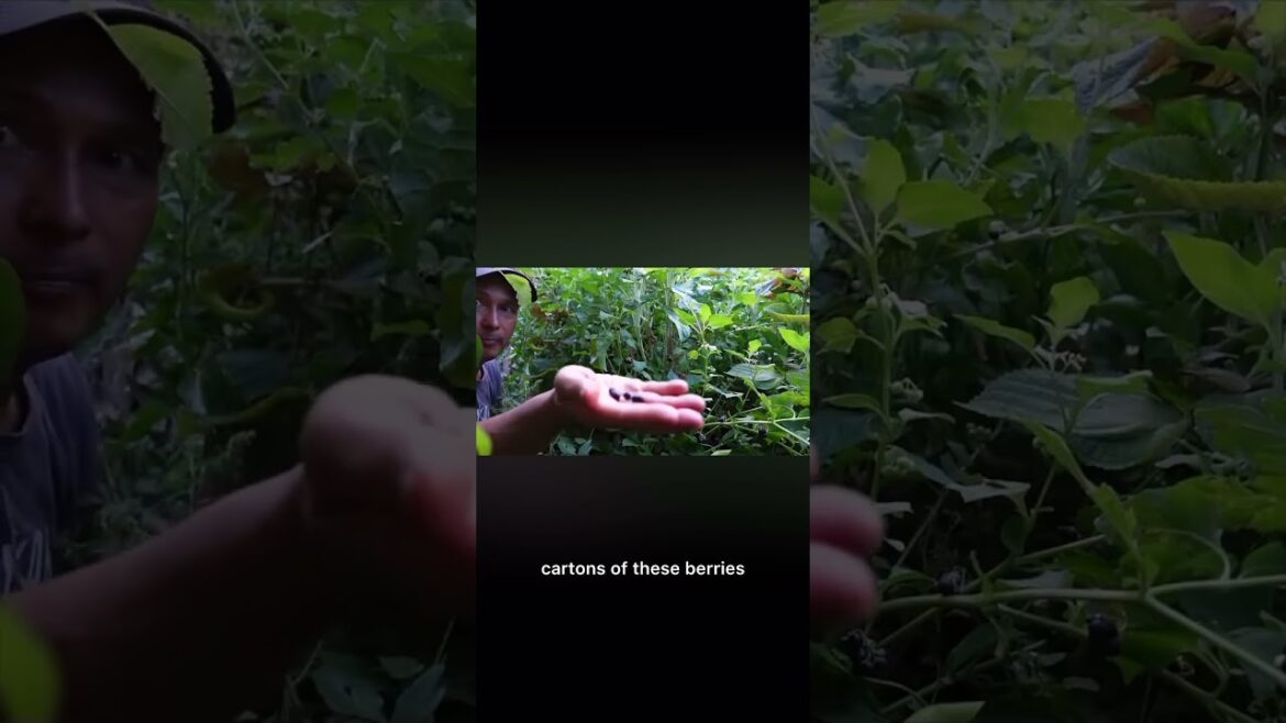 Perhaps Black Nightshade berries are edible…