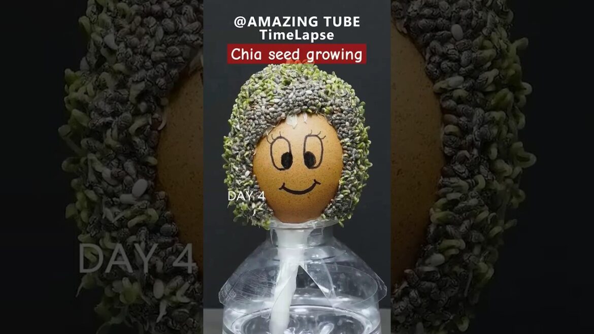 chia seed growing trick #shorts #trending #ytshorts
