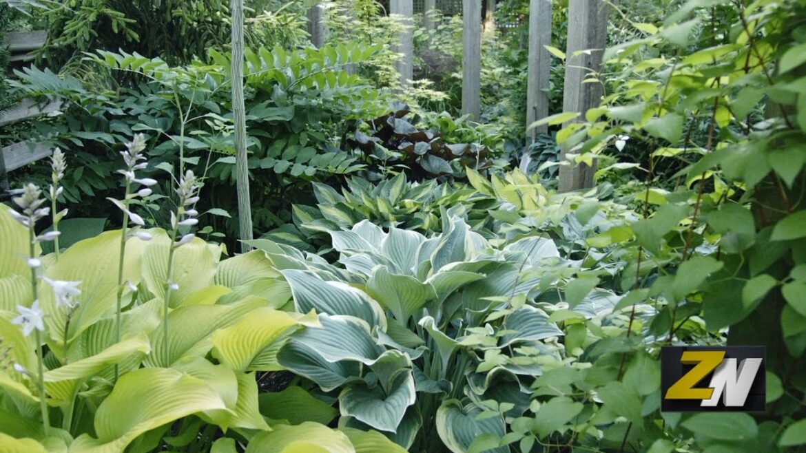 ZNews - Gardening Tips from a Visionary Gardener: Marjorie Harris