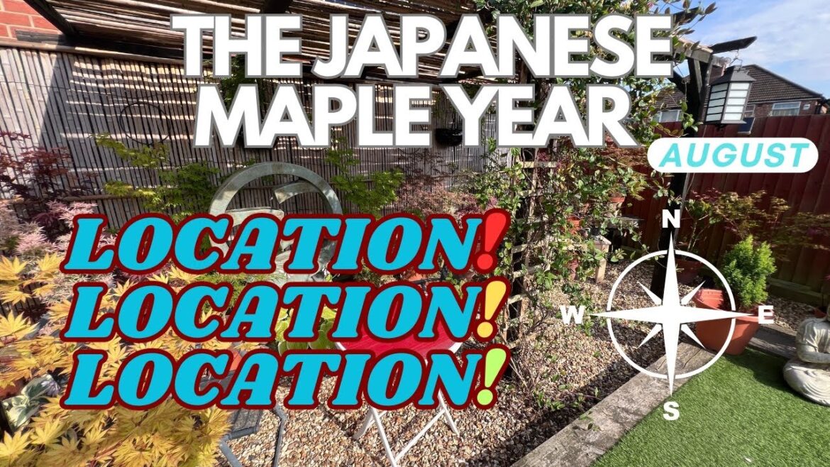 Japanese Maples: What’s the right location for YOUR trees?